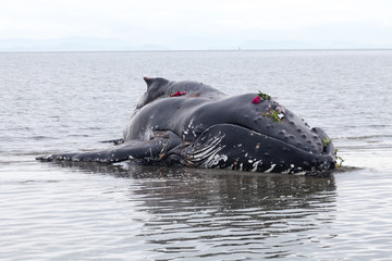 Obraz premium Juvenile Humpback whale washes ashore and died