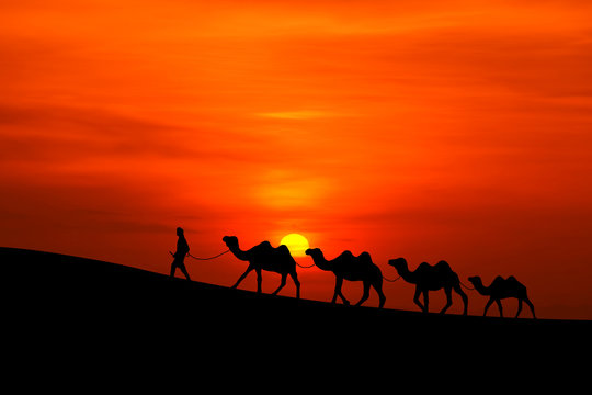 camel caravan sillhouette with sunset