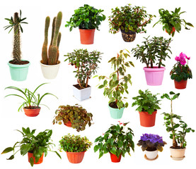 Set of houseplant in  pots. Isolated on white