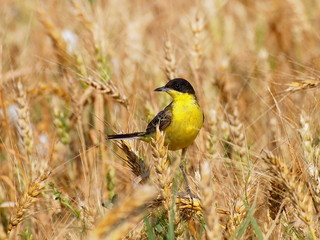 Yellow Wagtail and Wheat field, Motacilla flava