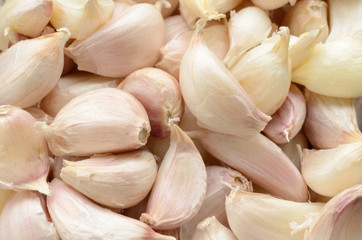 Garlic