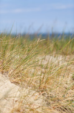 Ostseekueste