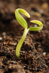 small plant