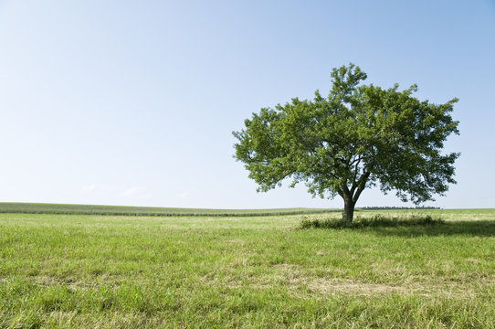 Baum auf Wiese