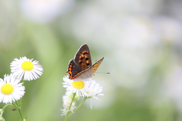 シジミチョウ