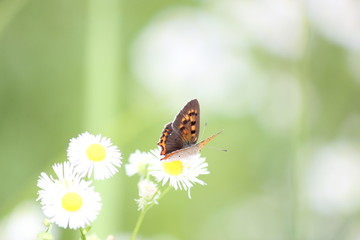 シジミチョウ