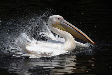 White pelican splashing about in the water
