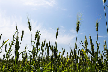 колосья пшеницы