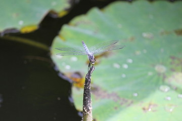 シオカラトンボ