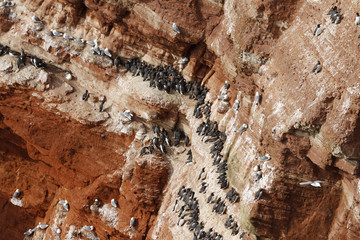 Trottellummen und Dreizehenmöwen auf Helgoland