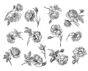 Old roses illustration