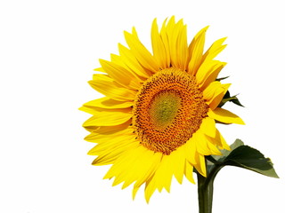 beautiful sunflower isolated on white background