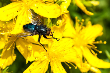 mouche bleue sur fleur jaune