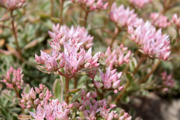 Flowers of Rockcress (Sedum spurium)