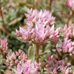 Flowers of Rockcress (Sedum spurium)