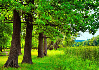 Oaks near the reeds