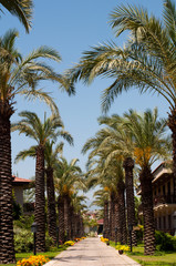 Palm Alley in a tropical hotel