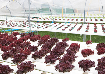 hydroponics vegetable  green house