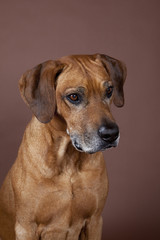 Rhodesian Ridgeback Portrait