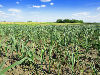 garlic plantation