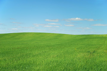 Green grass in the field