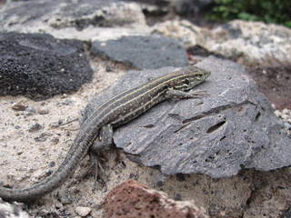 Teneriffa 2010