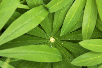 Vielblättrige Lupine Blätter mit Regentropfen