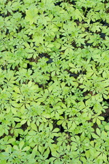 Green leaf background