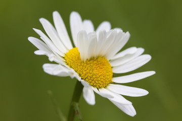 Obraz premium Quer durch die Blüte gewachsene Blütenblätter
