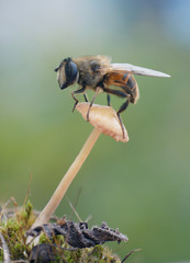 Пчеловидка