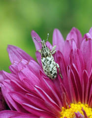 Жук на цветке