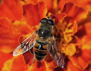 Муха на цветке