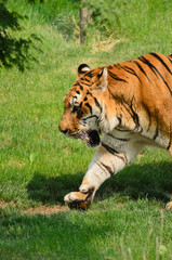 Tigre - (Panthera tigris)
