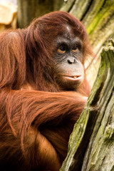 Orangutan