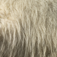 camel fur