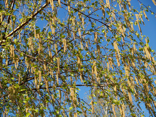Цветение березы повислой (бородавчатой) (Betula pendula)