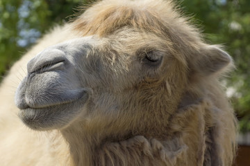 camel portrait