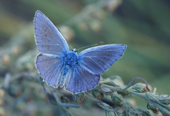 Бабочка-голубянка