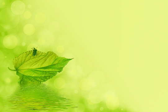 A Green Bug On A Leaf