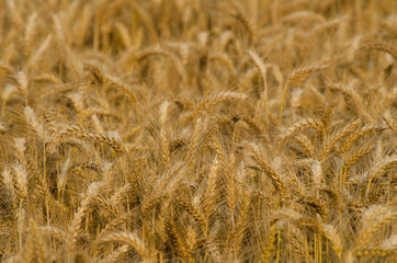 Frumento maturo
