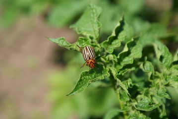 Colorado potato beetle on a green potato bushes