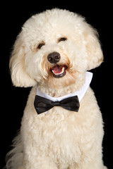 Labradoodle Dog Wearing Bow Tie