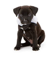 Black Lab Puppy Wearing a Bowtie
