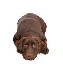 Labrador Retriever Dog With Sad Look