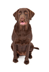 Chocolate Labrador Retriever Dog Sitting