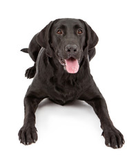 Black Labrador Retriever Dog Laying