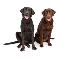 Two Labrador Retriever Dogs Sitting Together