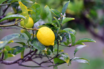 lemon tree.