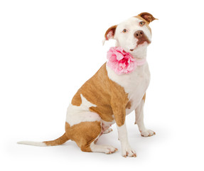 Pretty Pit Bull Terrier Dog