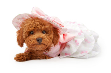 Poodle Puppy in an Easter Dress and Bonnet